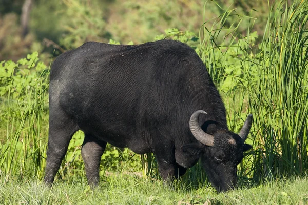 Água Buffalo (fêmea) pastoreio — Fotografia de Stock