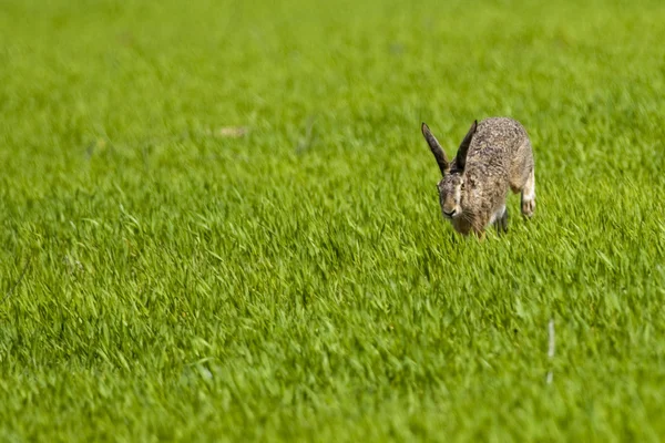 Haas loopt door groen gras — Stockfoto