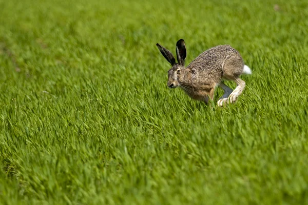 Zajíc běží přes zelené louce — Stock fotografie
