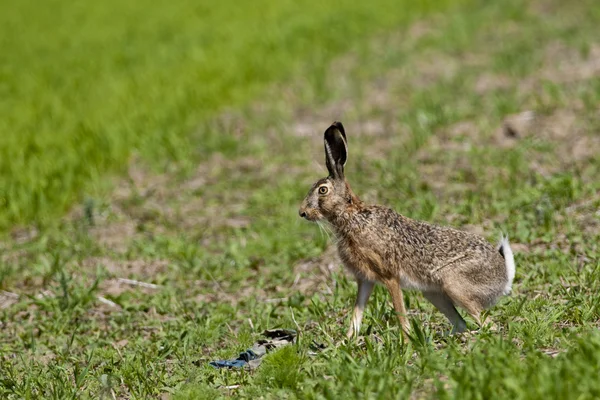 European Hare — Stock Photo, Image