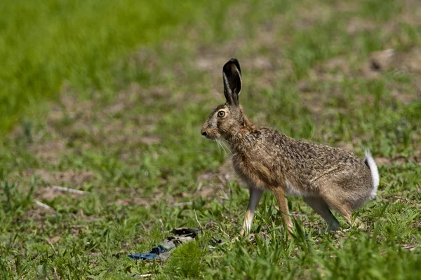 Europäischer Hase — Stockfoto