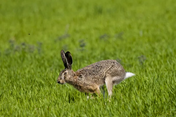 Hare running — Stock Photo, Image