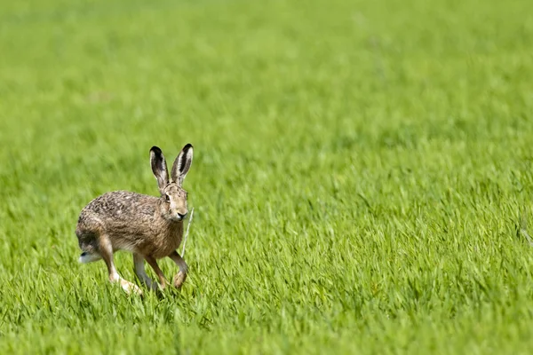Lepre Corre su un campo verde — Foto Stock