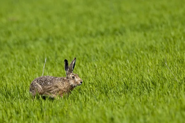 Заєць на зеленому полі — стокове фото