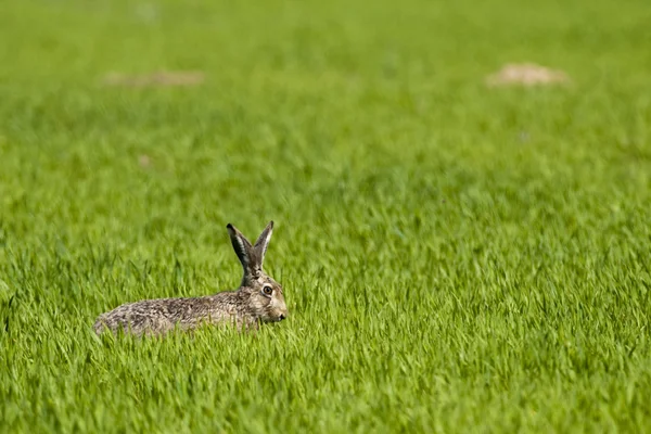 Lebre em um campo verde — Fotografia de Stock