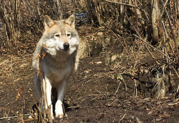 Šedý vlk na podzim — Stock fotografie