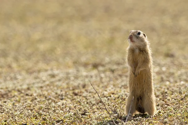 stock image European Ground Squirrel