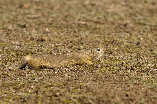 European Ground Squirrel or Souslik — Stock Photo, Image