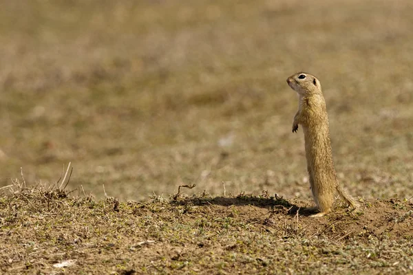 European Ground Squirrel — Stock Photo, Image