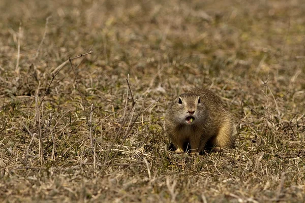 Souslik atau European Ground Squirrel — Stok Foto