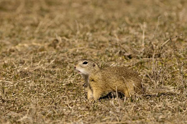 Szárazföldi mókus — Stock Fotó