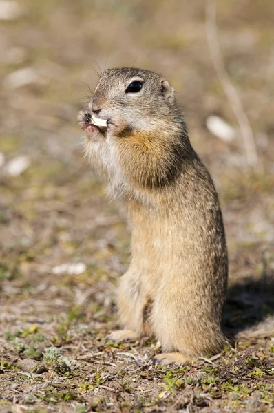 Souslik or European Ground Squirrel — Stock Photo, Image