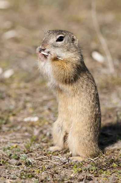 European Ground Squirrel — Stock Photo, Image