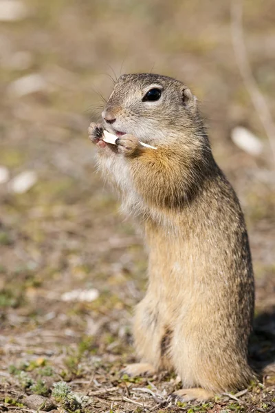 Gopher, Souslik, Ground Squirrel — Stock Photo, Image