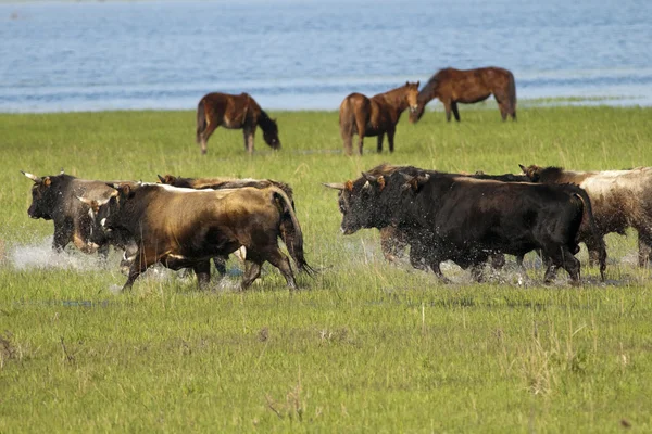 Stock image Flock of Bulls running