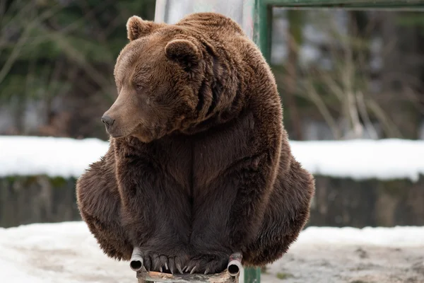 Бурий ведмідь в зоопарку — стокове фото