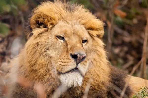 Лев в зоопарку — стокове фото