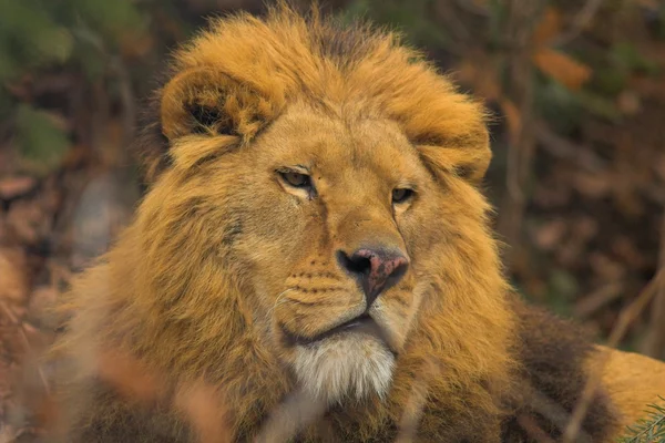 動物園でライオン — ストック写真
