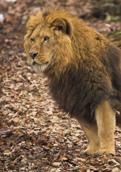 動物園でライオン — ストック写真