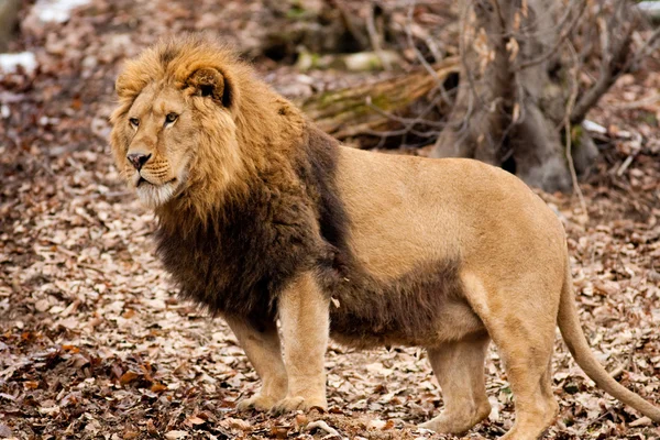 Leão no Zoológico — Fotografia de Stock