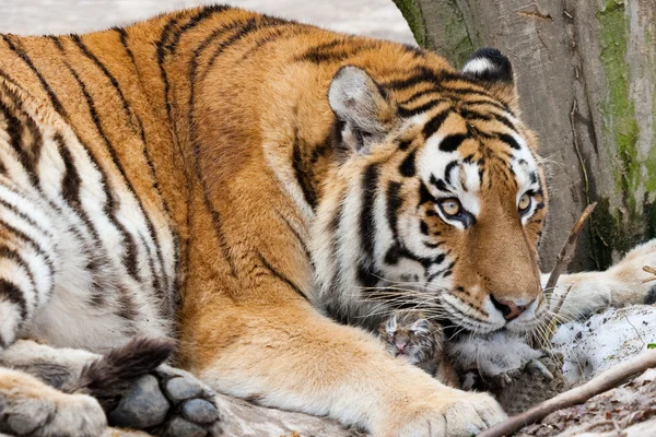 Tiger at zoo — Stock Photo, Image