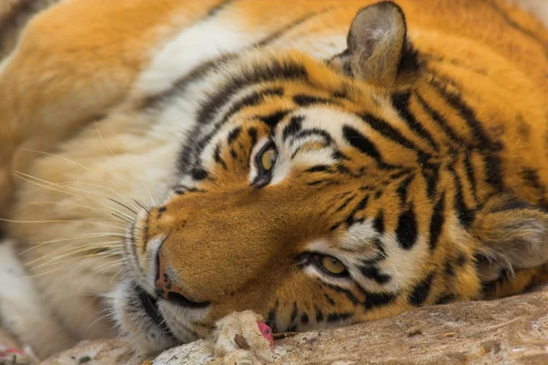 Tiger at zoo — Stock Photo, Image