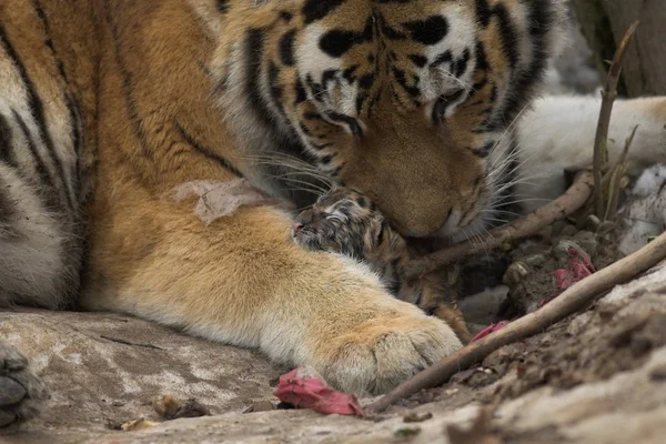 Tigre en el zoológico —  Fotos de Stock