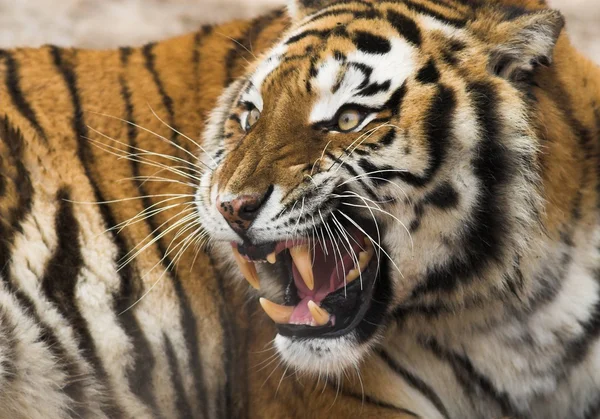 stock image Roaring Tiger