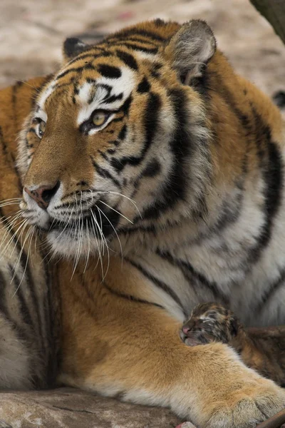 Τίγρη στο ζωολογικό κήπο — Φωτογραφία Αρχείου