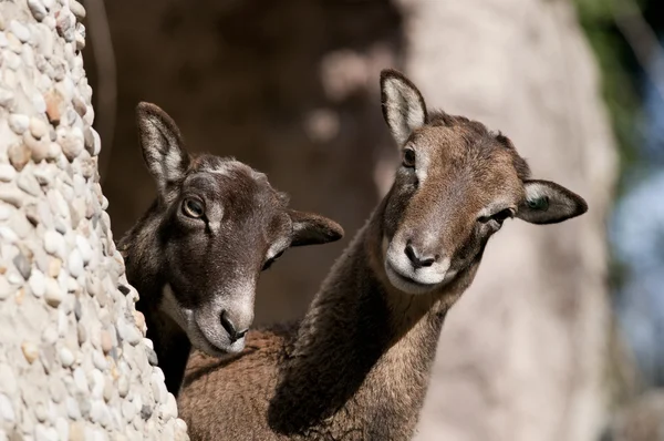 アトラス mouflon、女性 — ストック写真