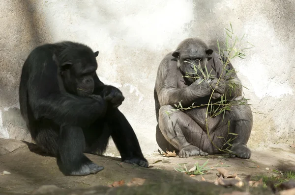 Dva šimpanzi v zoo — Stock fotografie