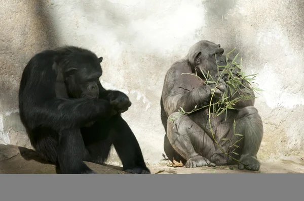 Two Chimpanzees at Zoo — Stock Photo, Image