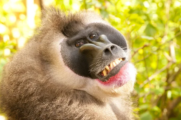 드릴 원숭이 초상화 — 스톡 사진