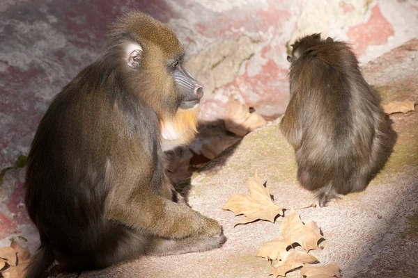 Молодые бурильные обезьяны — стоковое фото