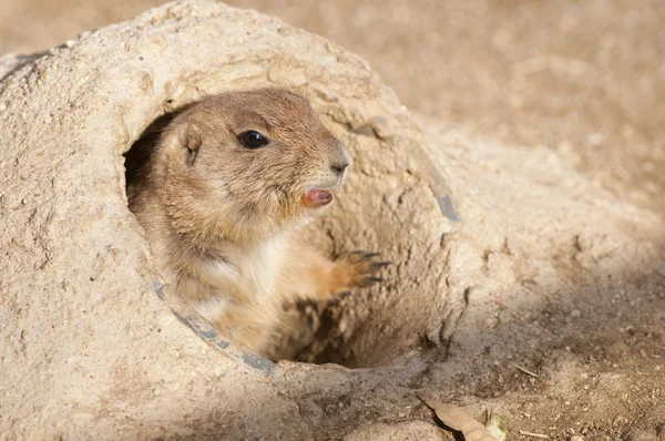 stock image Black Tailed Prairie Dog