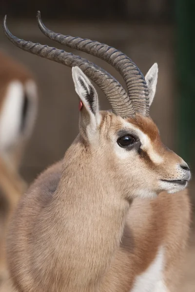 Dorcas Gazelle Porträt — Stockfoto