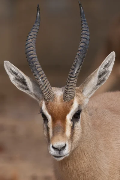Dorcas Gazelle Retrato —  Fotos de Stock