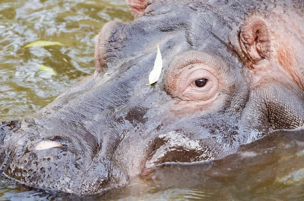 Retrato de hipopótamo —  Fotos de Stock