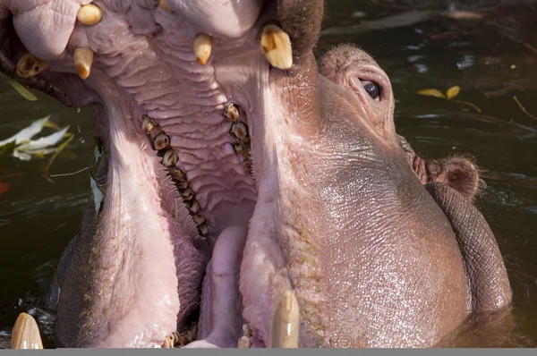 Hipopótamo com boca aberta — Fotografia de Stock