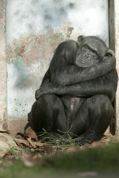 Chimpansee slapen in de buurt van een deur Stockfoto