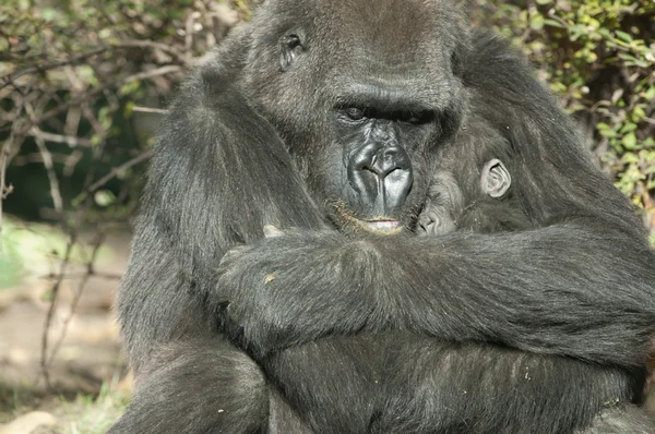 Gorilla moeder en de baby Stockafbeelding