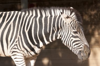 Zebra portre