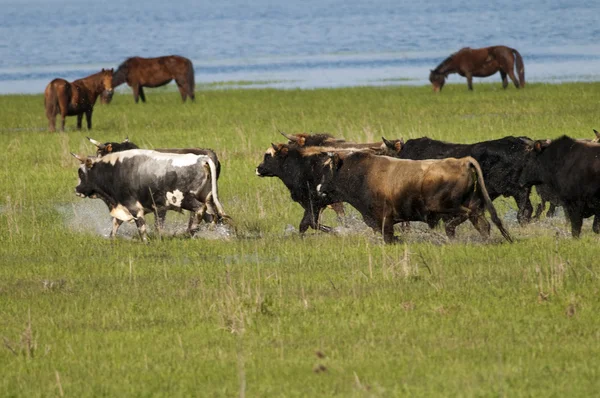 stock image Bulls running in Danube Delta