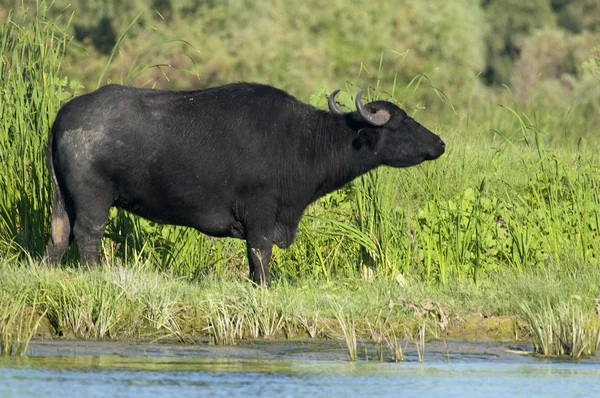 Acqua Buffalo (femmina) pascolo — Foto Stock