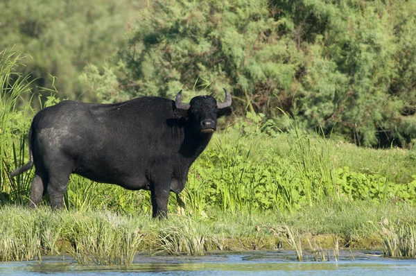 Água Buffalo (fêmea) pastoreio — Fotografia de Stock