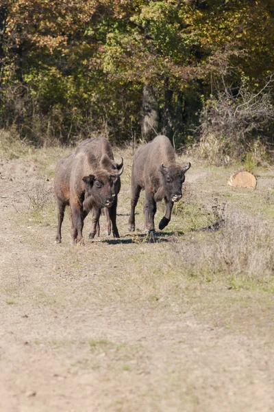 Avrupa bizonu — Stok fotoğraf