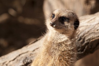 suricate veya çöl faresi veya Firavun faresi