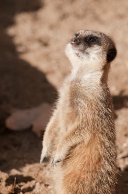 suricate veya çöl faresi veya Firavun faresi