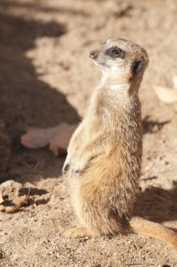 suricate veya Firavun faresi veya çöl faresi