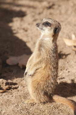 suricate veya Firavun faresi veya çöl faresi